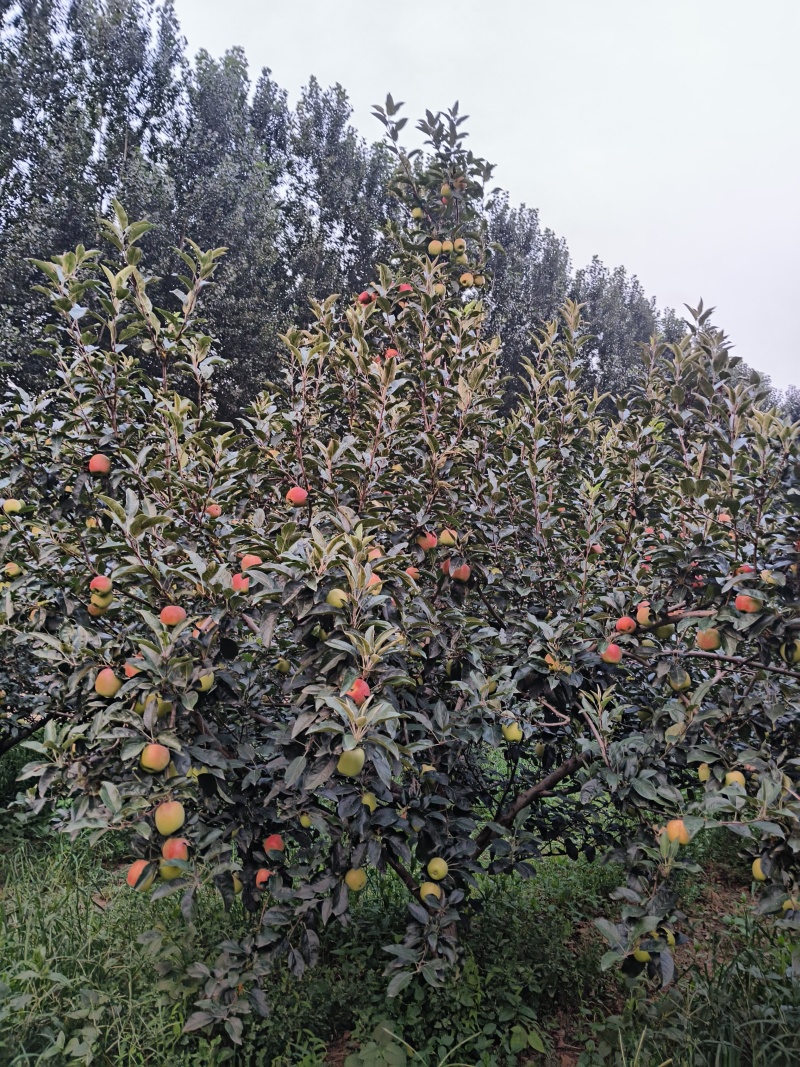 苹果好果、次果都有