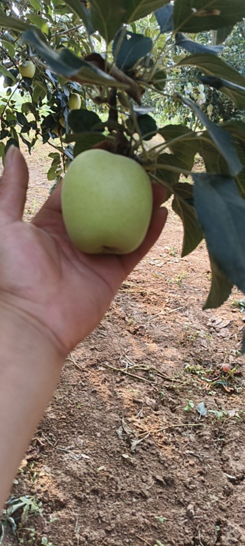苹果好果、次果都有