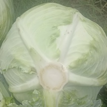扁包菜单个一斤半以上