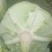 扁包菜单个一斤半以上