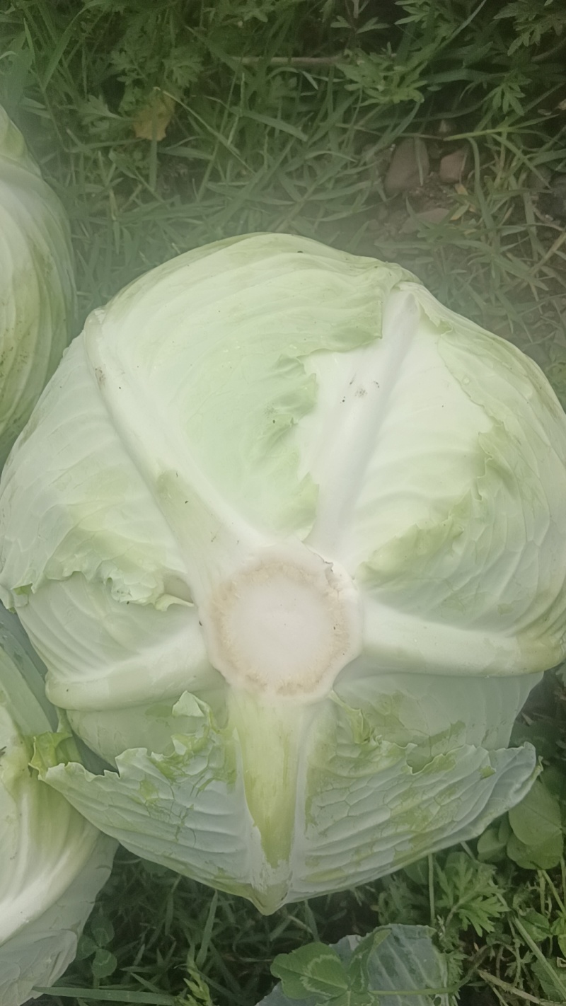 扁包菜单个一斤半以上