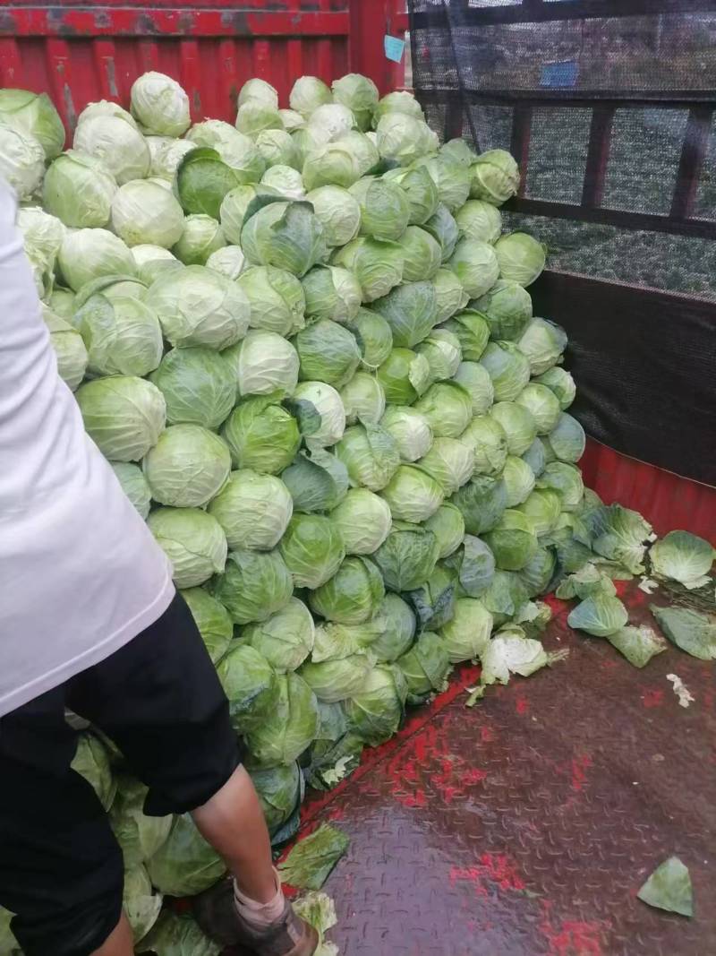 扁包菜单个一斤半以上