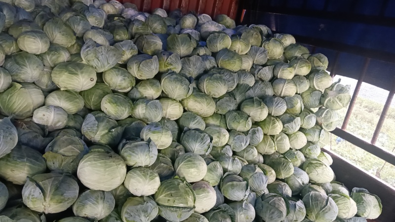 扁包菜单个一斤半以上