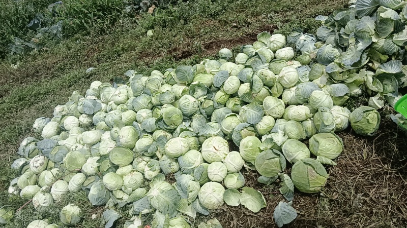 扁包菜单个一斤半以上