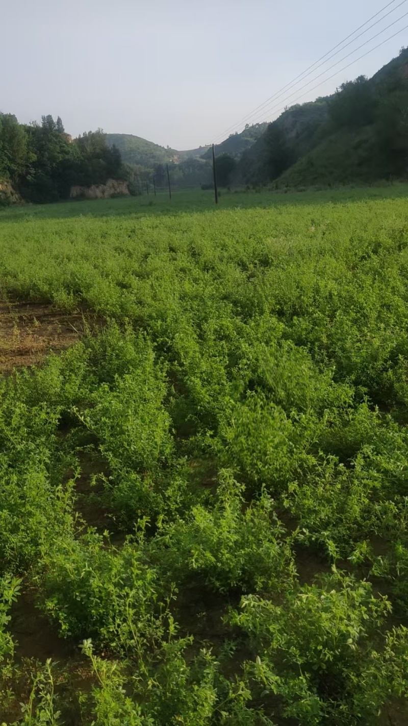 苜蓿草草捆