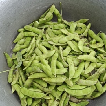毛豆颗粒饱满，带壳鲜毛豆，现摘现卖