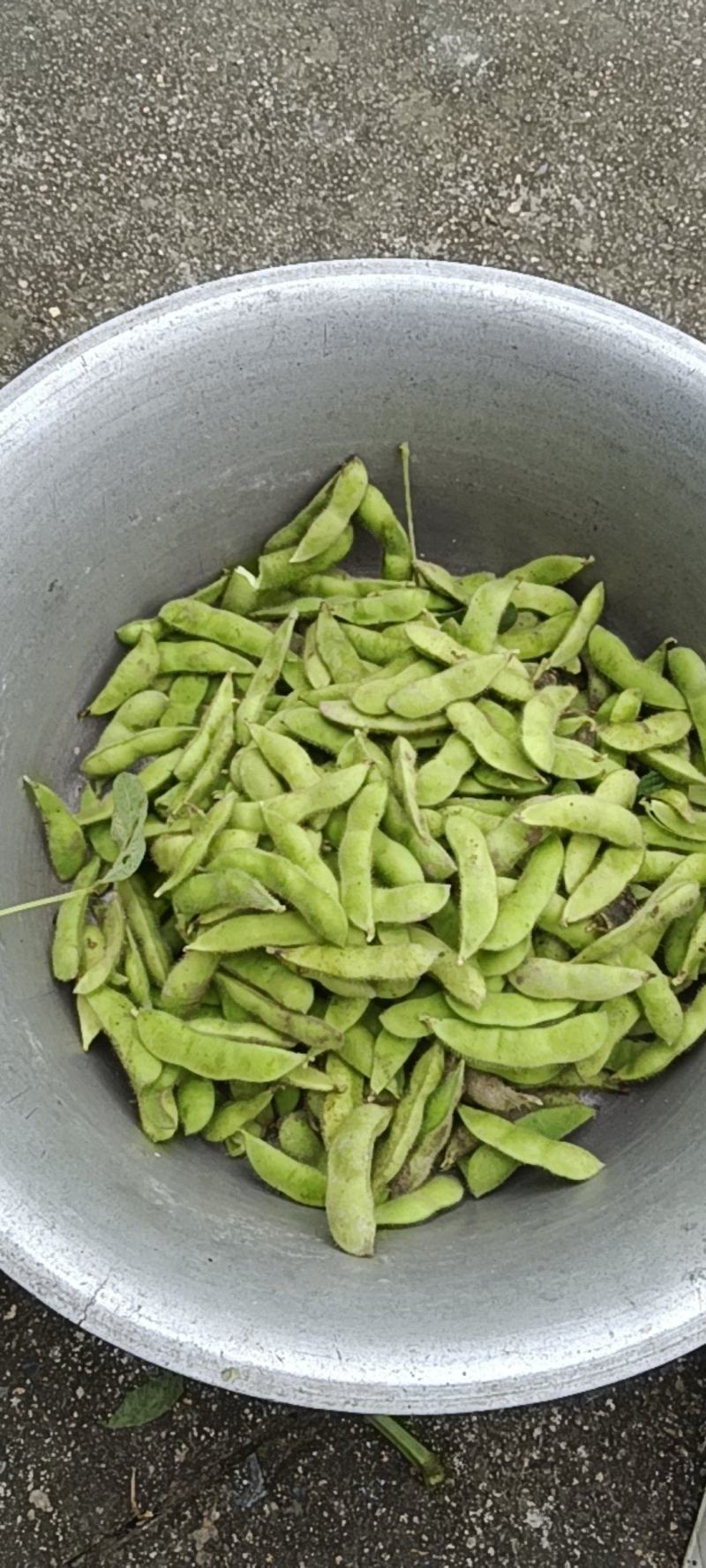 毛豆颗粒饱满，带壳鲜毛豆，现摘现卖