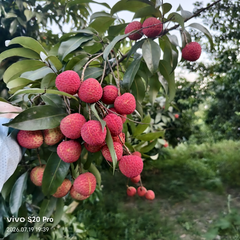 荔枝