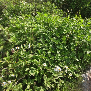 鬼针草干货