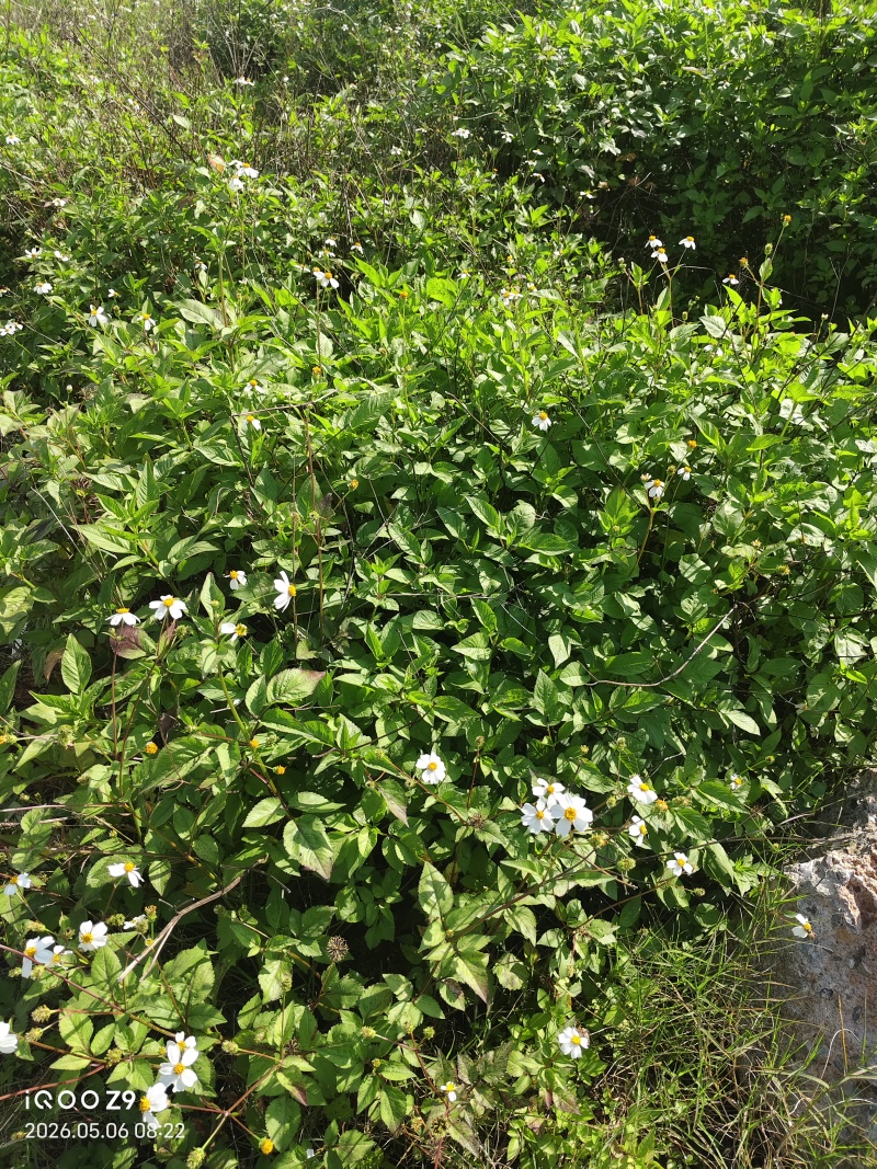 鬼针草干货