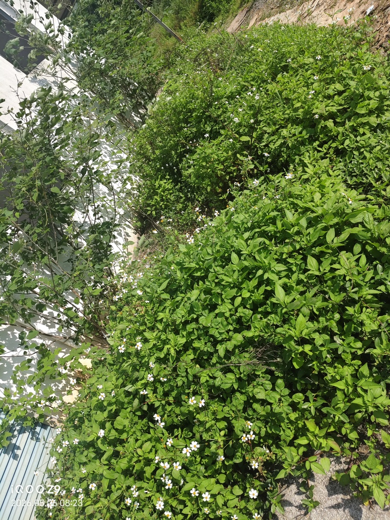 鬼针草干货
