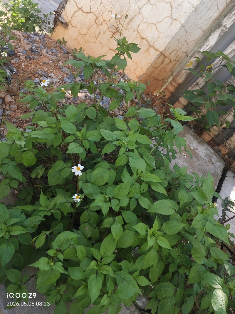 鬼针草干货