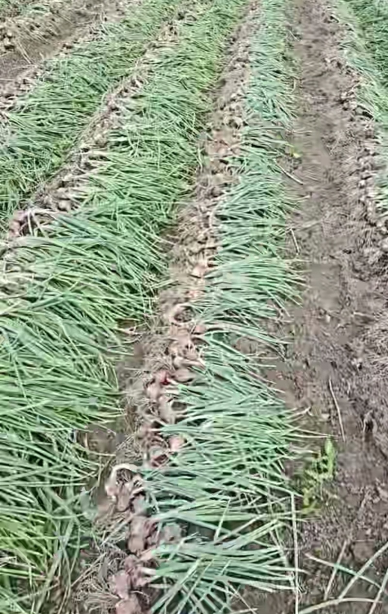 洋葱大中小个头都有，毛葱专用网袋包装