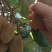 绿心猕猴桃1两二起步