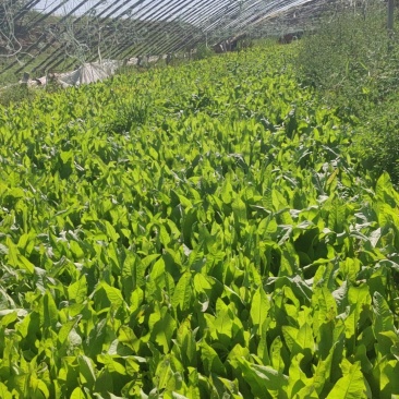 食叶草一年生优选种苗，去年8月底育的