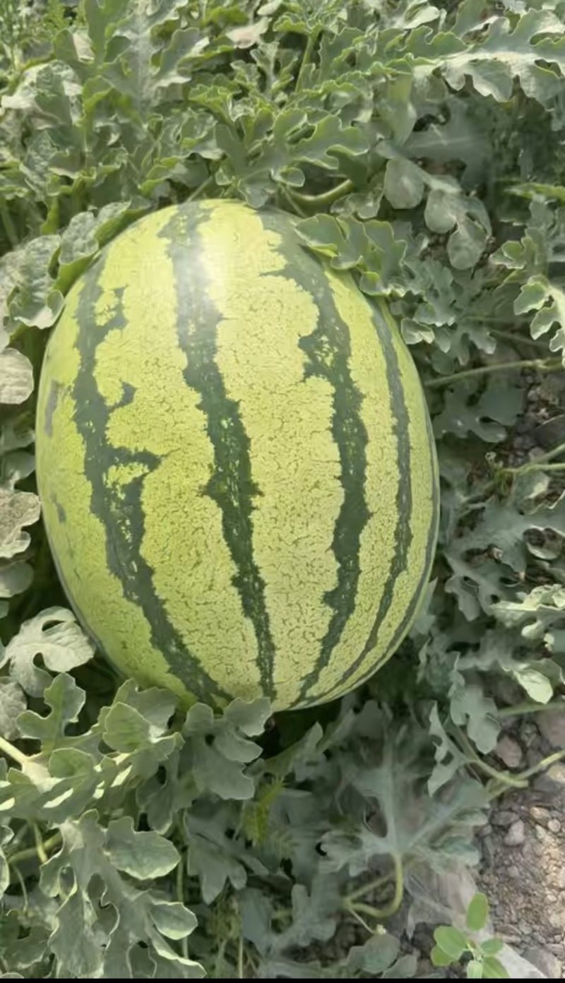 西瓜12斤起步