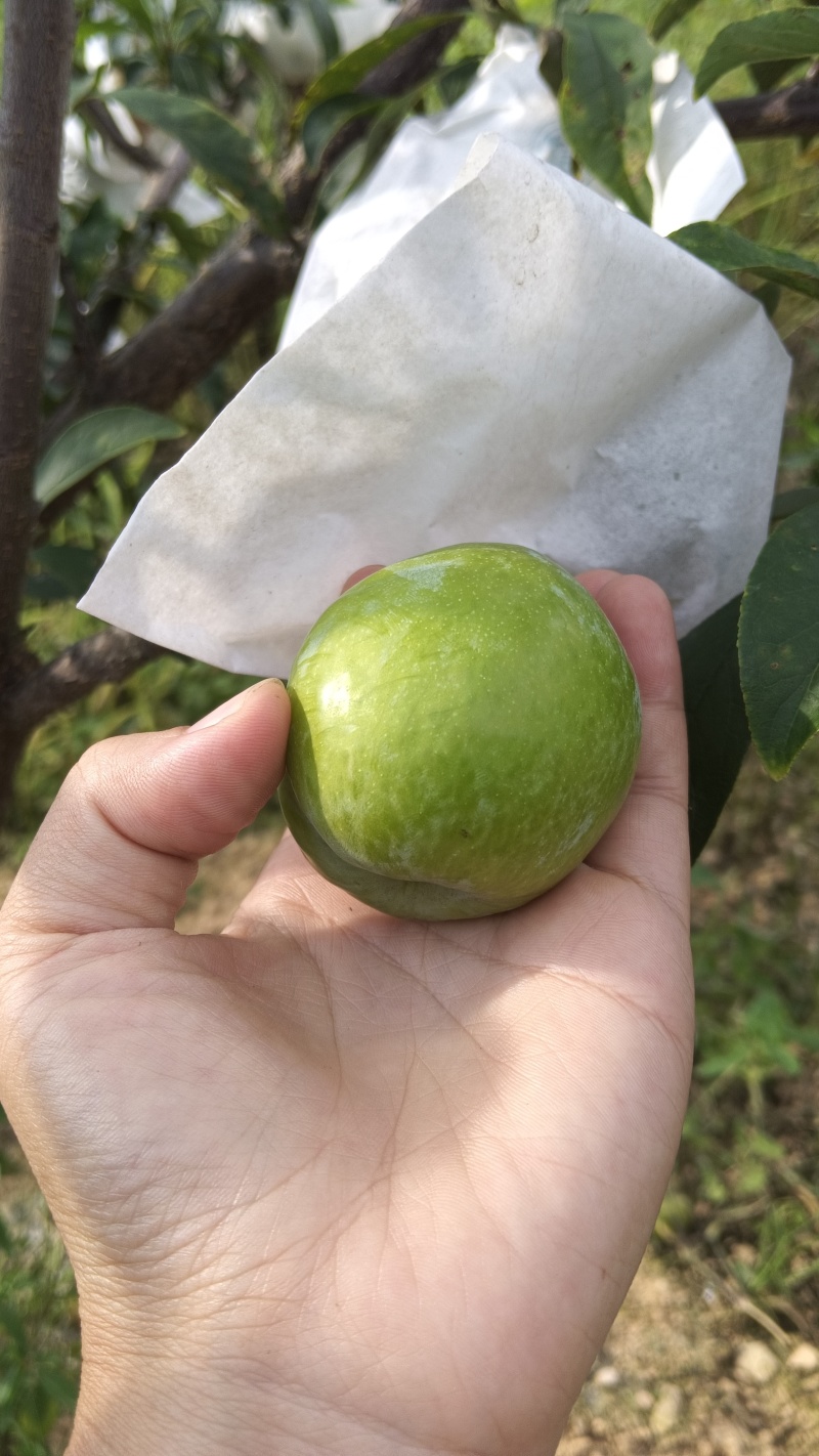 青奈李通货