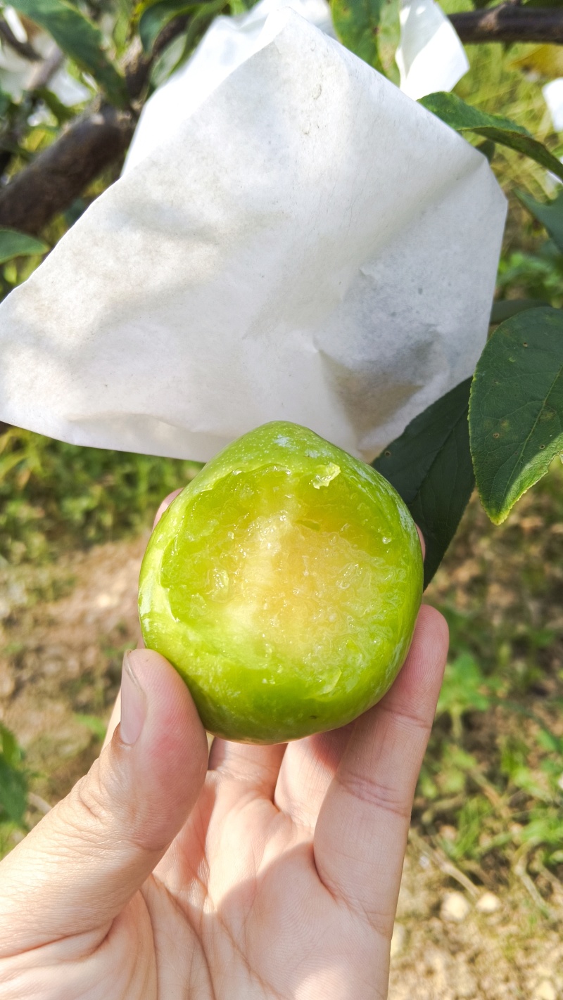 青奈李通货