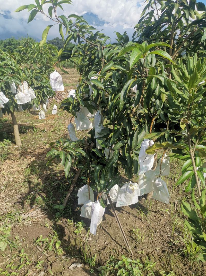 芒果通货