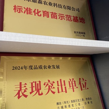 西红柿苗嫁接苗和直根苗都有，三叶标准苗，含格莱口感番茄（