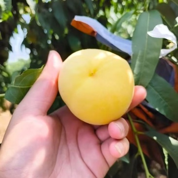 黄桃