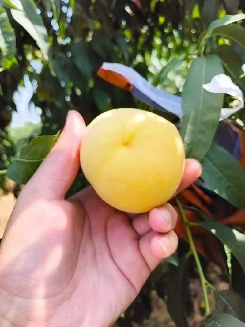 黄桃