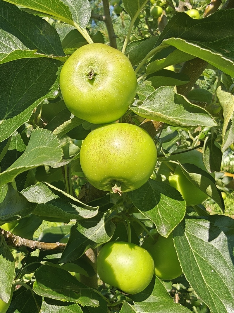苹果龙冠苹果精选