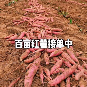 红薯袋装、框装均可