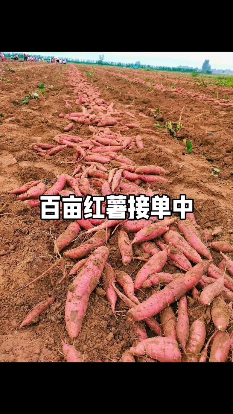 红薯袋装、框装均可