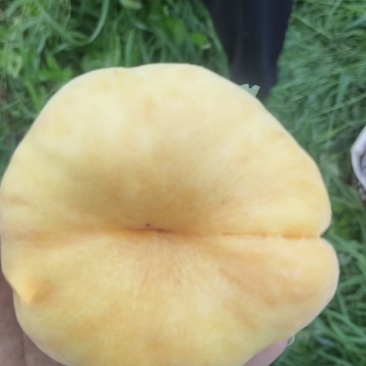 蟠桃四两起步