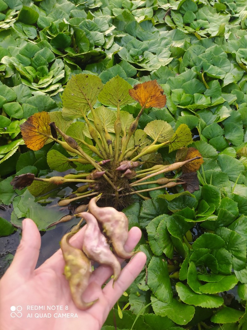 菱角带壳