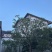 黄杨80公分黄杨球/7公分黄杨树/8公分黄杨树