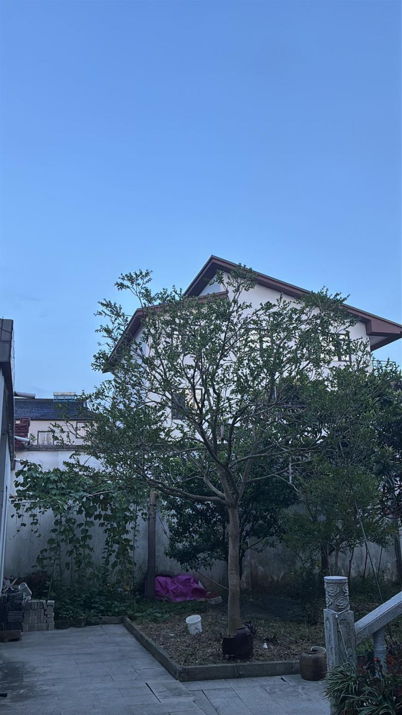 黄杨80公分黄杨球/7公分黄杨树/8公分黄杨树