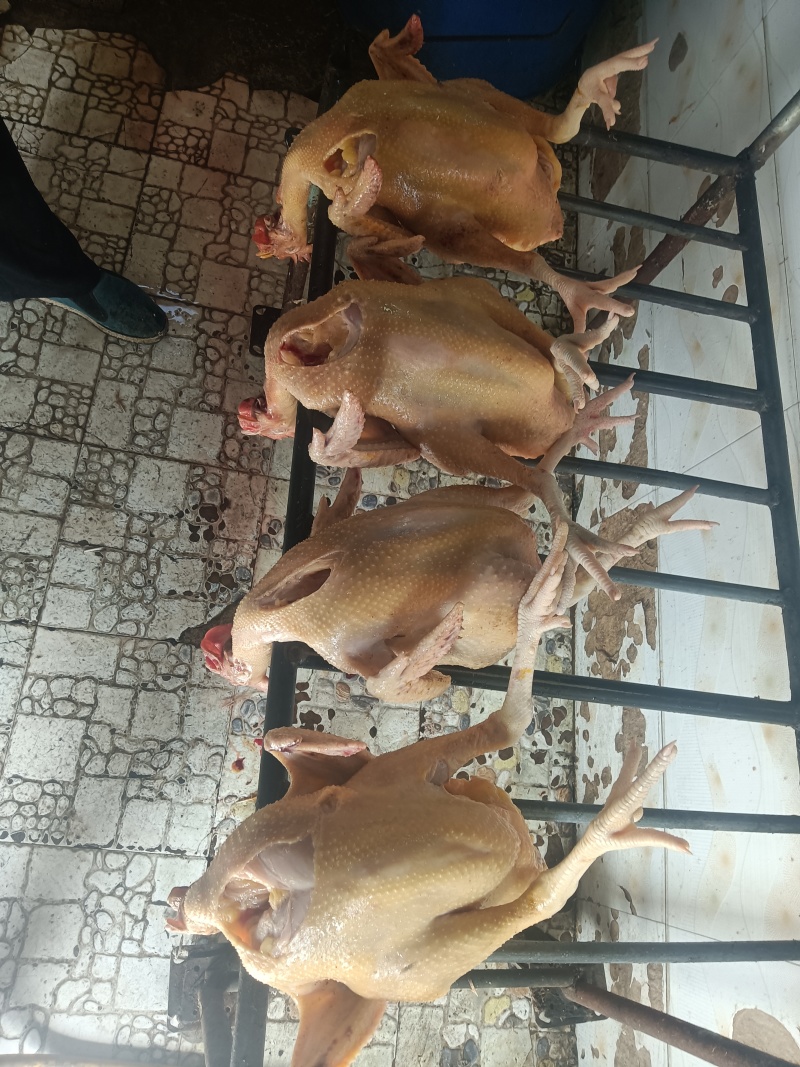 活鸡散养大公鸡,活禽,白条鸡
