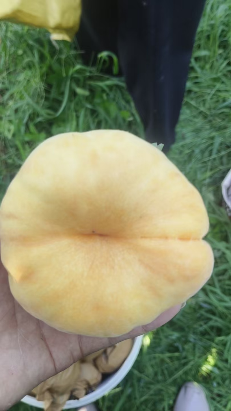 桃三两起步