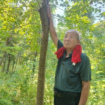 女贞米径10公分