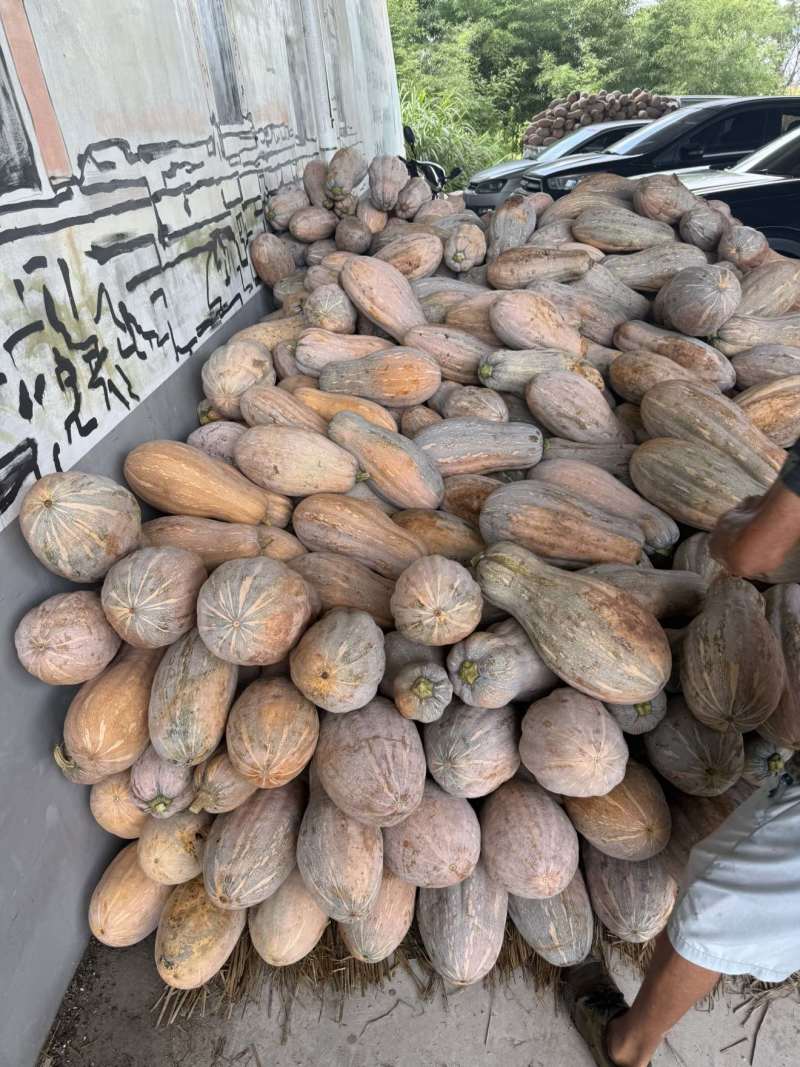 南瓜单个重6-10斤