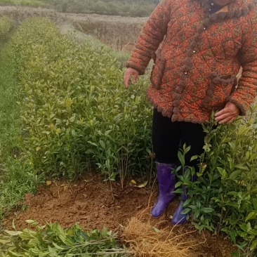 栀子花苗60厘米左右高