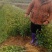 栀子花苗60厘米左右高