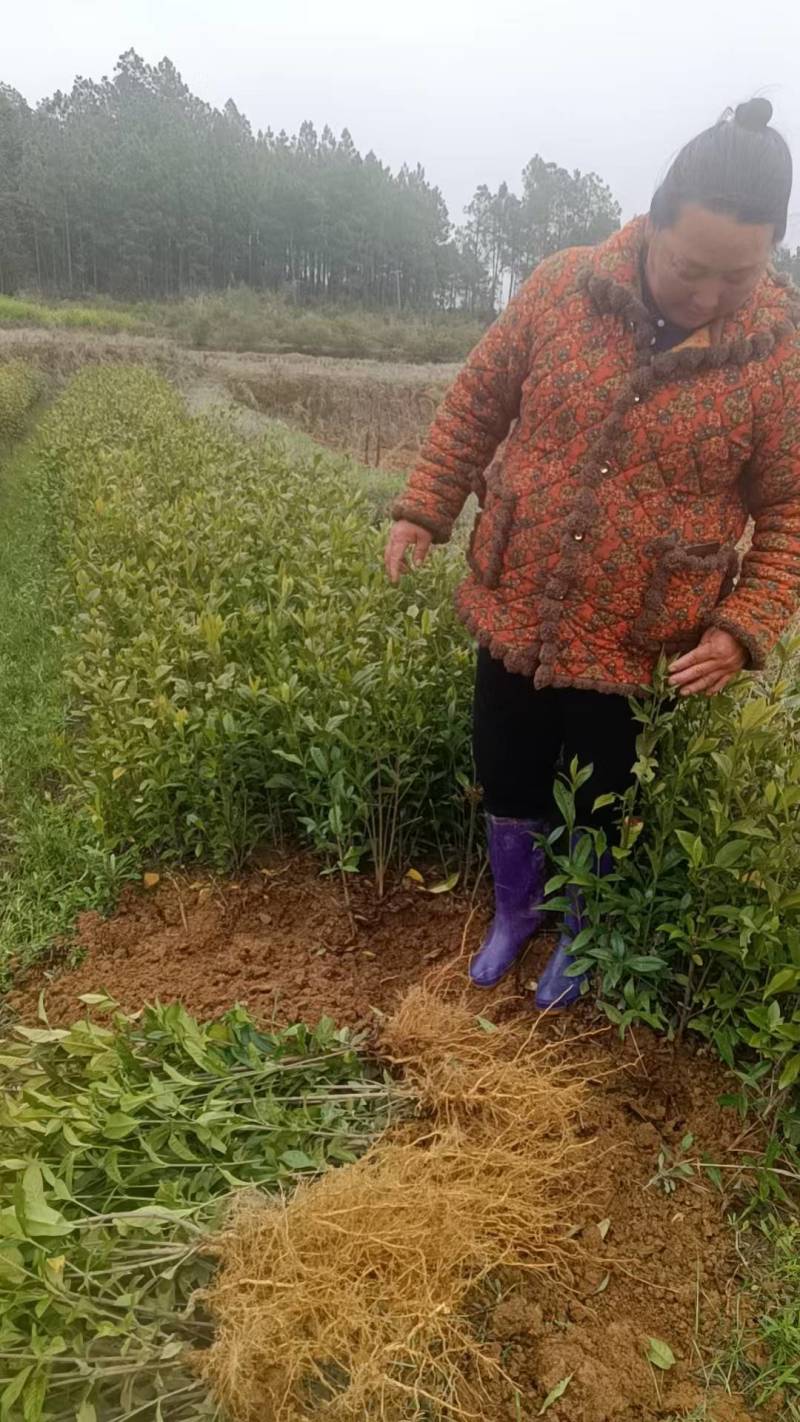 栀子花苗60厘米左右高