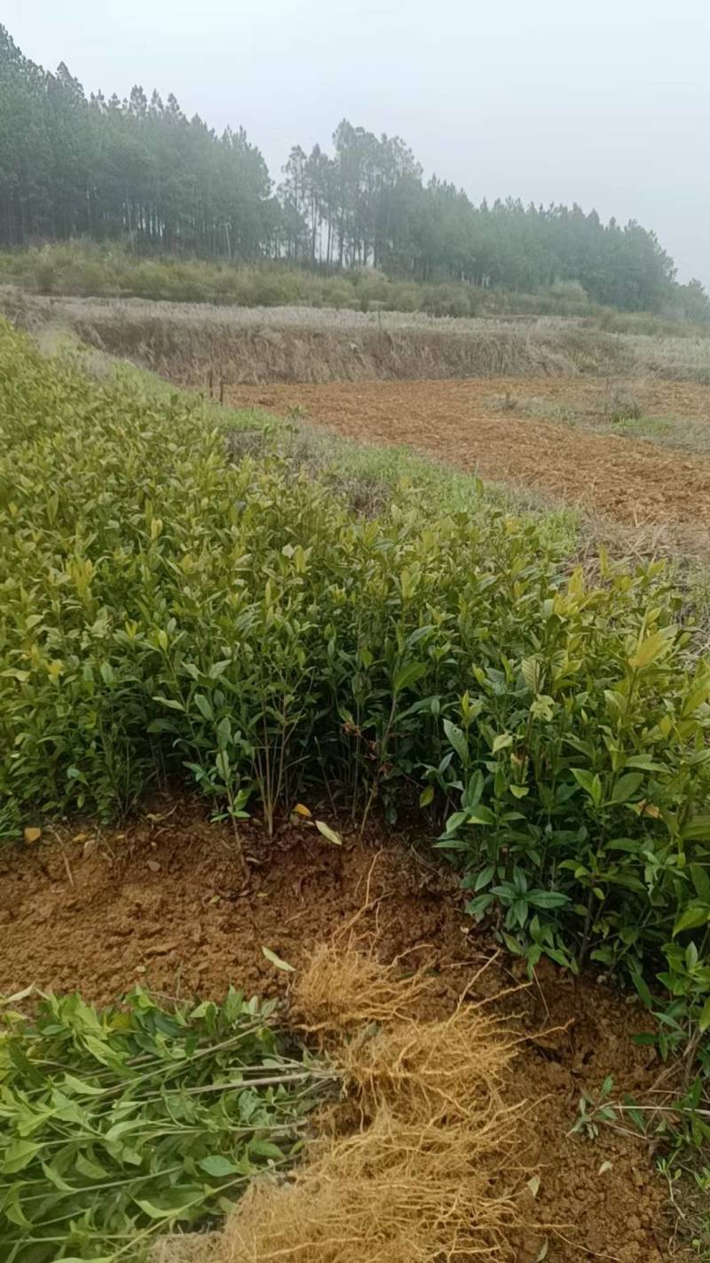 栀子花苗60厘米左右高