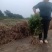 栀子花苗60厘米左右高