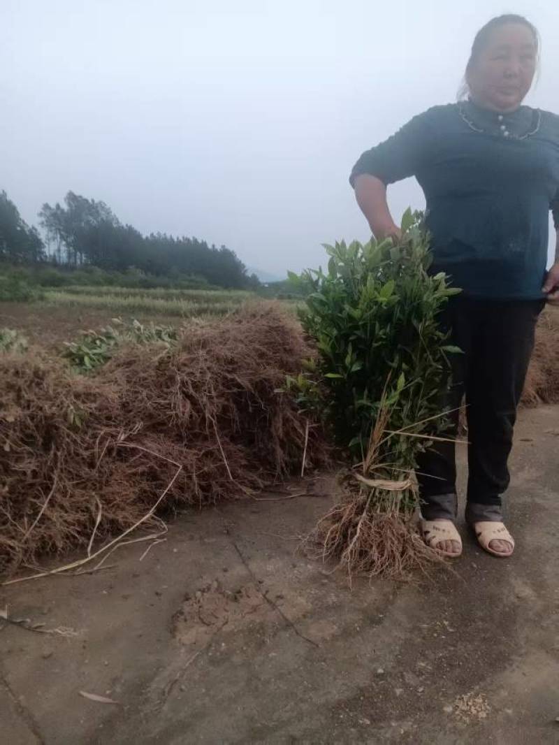 栀子花苗60厘米左右高