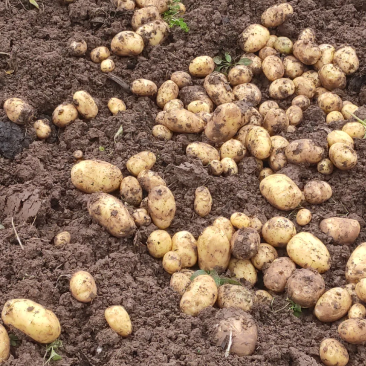 土豆统货
