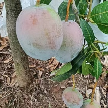 凯特芒6两起统果