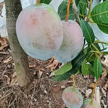 凯特芒6两起统果