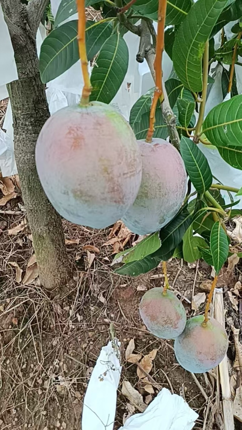 凯特芒6两起统果