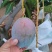 凯特芒6两起统果