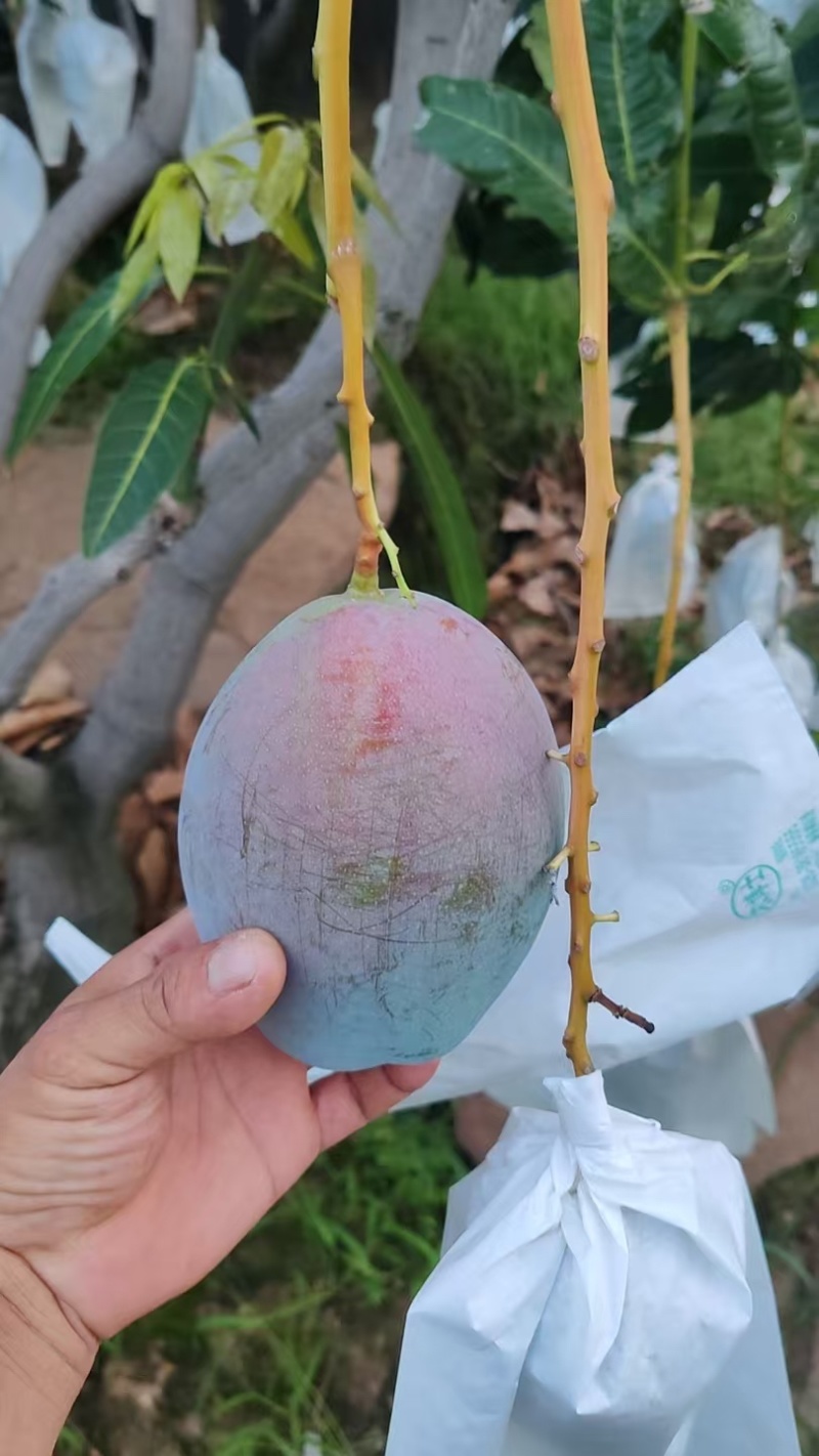 凯特芒6两起统果