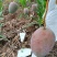 凯特芒6两起统果